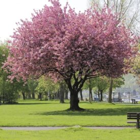 Blühender Baum im grünen Kurgarten von Bad Honnef