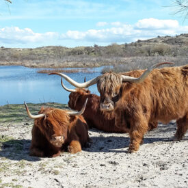 Schottische Hochlandrinder im Dünenreservat bei Egmond aan Zee