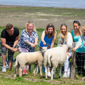 Gruppe mit Fahrrädern und Schafen am Deich bei Neuharlingersiel
