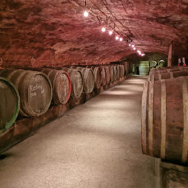 Langer Weinkeller mit Holzfässern im Weingut von Nell